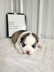 Grey and white husky puppy for sale