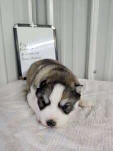 Grey and white husky puppy for sale