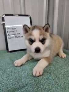 grey and white husky puppy for sale