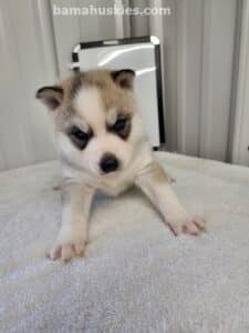 grey and white husky puppy for sale