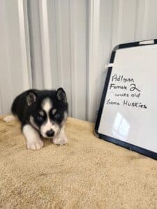 black and white husky puppy for sale
