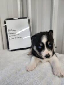 black and white husky puppy for sale
