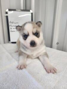 grey and white husky puppy for sale