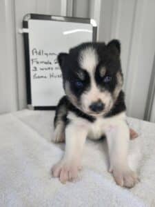 black and white husky puppy for sale