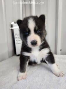 black and white husky puppy for sale