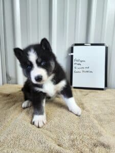 black and white husky puppy for sale