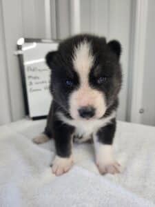black and white husky puppy for sale