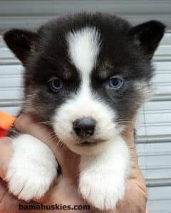 a black and white female husky puppy