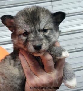 An agouti husky puppy