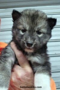 An agouti husky puppy