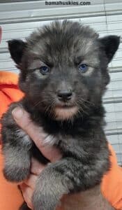 An agouti husky puppy