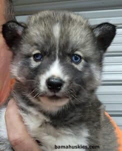 An agouti husky puppy