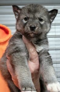 An agouti husky puppy