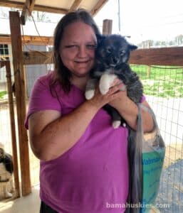 husky puppy going to California