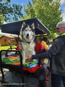 husky on a camping trip