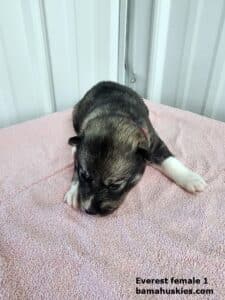 agouti husky puppy for sale