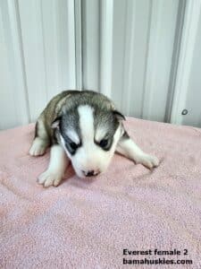 grey and white husky puppy for sale