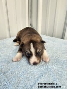 copper husky puppy for sale