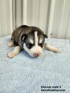 grey and white husky puppy for sale