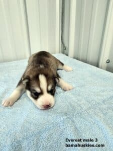 copper husky puppy for sale