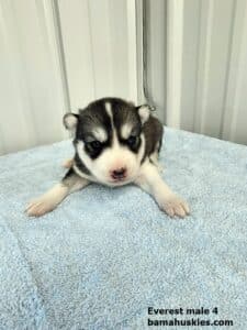 diluted black and white husky puppy for sale 