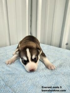 copper husky puppy for sale