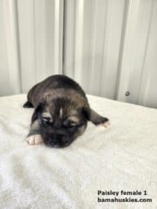 Agouti husky puppy for sale