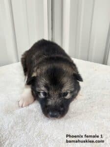 Agouti colored husky puppy for sale