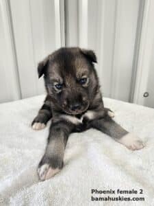Agouti colored husky puppy for sale