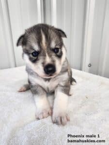 sable colored husky puppy for sale