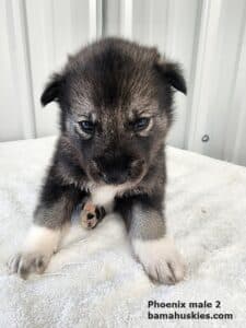 Agouti colored husky puppy for sale