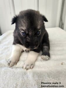 Agouti colored husky puppy for sale