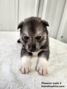 Agouti colored husky puppy for sale
