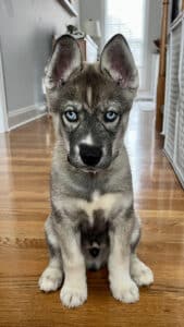 a Siberian husky puppy for sale