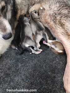 A litter of Siberian husky puppies for sale