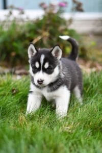 Husky puppies for sale Atlanta
