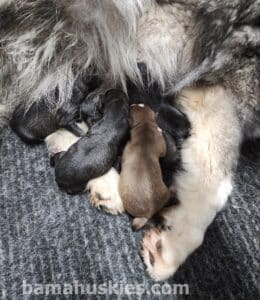 A litter of husky puppies for sale