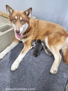 Litter of Agouti husky puppies for sale