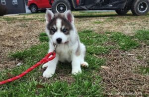 A husky puppy sitting on a grassy yard