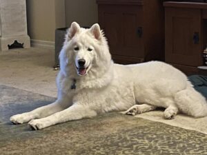 A white Siberian husky