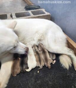 husky puppies for sale
