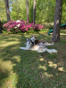 2 huskies camping in the great outdoors