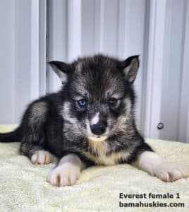agouti husky puppy for sale