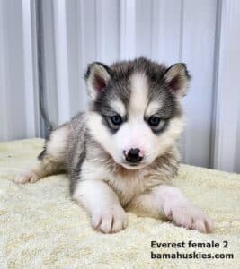 grey and white husky puppy for sale