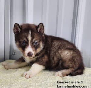 copper husky puppy for sale