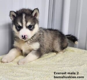 grey and white husky puppy for sale