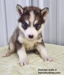 copper husky puppy for sale