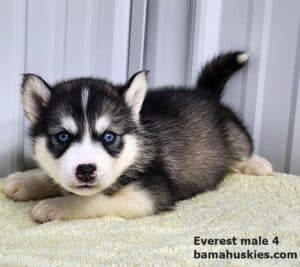 diluted black and white husky puppy for sale.