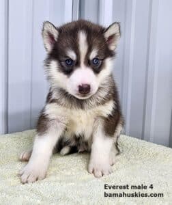 copper husky puppy for sale