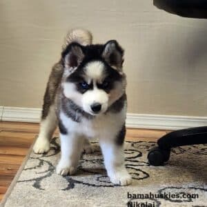 A Siberian husky puppy for sale